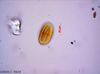 ISEM 2/Centella_cordifolia_27746/Centella_cordifolia_27746_0001(copy)_thumb.jpg